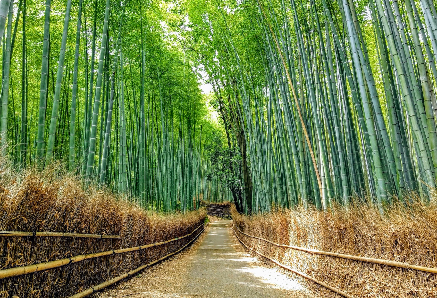 静寂の竹林